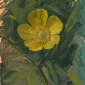 Study of a Buttercup